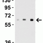 <strong>Figure 3 Recombinant Protein Validation </strong><br>Loading: 30 ng of human recombinant IL-17 (IL-17A+IL-17B) protein per lane.Antibodies: IL-27 3799, 1h incubation at RT in 5% NFDM/TBST.Secondary: Goat anti-rabbit IgG HRP conjugate at 1:10000 dilution.Lane 1: 1 μg/mLLane 2: 2 μg/mLLane 3: 4 μg/mL