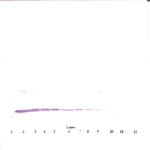 To detect hIL-3 by Western Blot analysis this antibody can be used at a concentration of 0.1 - 0.2 ug/ml. Used in conjunction with compatible secondary reagents the detection limit for recombinant hIL-3 is 1.5 - 3.0 ng/lane, under either reducing or non-reducing conditions.