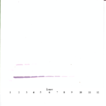To detect hIL-3 by Western Blot analysis this antibody can be used at a concentration of 0.1 - 0.2 ug/ml. Used in conjunction with compatible secondary reagents the detection limit for recombinant hIL-3 is 1.5 - 3.0 ng/lane, under either reducing or non-reducing conditions.