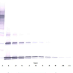 To detect hIL-31 by Western Blot analysis this antibody can be used at a concentration of 0.1 - 0.2 ug/ml. Used in conjunction with compatible secondary reagents the detection limit for recombinant hIL-31 is 1.5 - 3.0 ng/lane, under either reducing or non-reducing conditions.