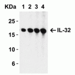 <strong>Figure 1 Western Blot Validation with Recombinant Protein</strong><br>Loading: 30 ng of human IL-32 recombinant protein per lane.Antibodies: IL-32, 3751 (Lane 1: 0.5 μg/mL, Lane 2: 1 μg/mL,  Lane 3: 2 μg/mL and Lane 4: 4 μg/mL), 1h incubation at RT  in 5% NFDM/TBST.Secondary: Goat anti-rabbit IgG HRP conjugate at 1:10000 dilution.Observed at around 17kD.