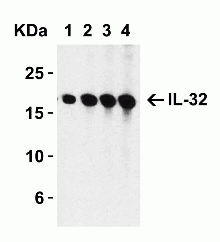 IL-32 Antibody
