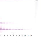 To detect hIL-33 by Western Blot analysis this antibody can be used at a concentration of 0.1 - 0.2 ug/ml. Used in conjunction with compatible secondary reagents the detection limit for recombinant hIL-33 is 1.5 - 3.0 ng/lane, under either reducing or non-reducing conditions.