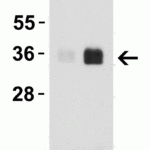<strong>Figure 2 Western Blot Validation of IL-33 with Human Recombinant Protein</strong><br>Loading: 5ng (1) and 25ng (2) of IL-33 partial human recombinant protein.Antibodies: IL-33, 4273, 1 μg/mL , 1h incubation at RT in 5% NFDM/TBST.Secondary: Goat anti-rabbit IgG HRP conjugate at 1:10000 dilution.Il-33 partial human recombinant protein: 112-270aa, 17.9kD, 36kD band is the dimer.