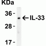 <strong>Figure 3 Western Blot Validation of IL-33 in Human Lymph Node</strong><br>Loading: 15. μg of human lymph node lysateAntibodies: IL-33, 4273, 2 μg/mL , 1h incubation at RT in 5% NFDM/TBST.Secondary: Goat anti-rabbit IgG HRP conjugate at 1:10000 dilution.