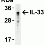 <strong>Figure 4 Western Blot Validation of IL-33 in Human Lung</strong><br>Loading: 15. μg of human lung lysateAntibodies: IL-33, 4273, 2 μg/mL , 1h incubation at RT in 5% NFDM/TBST.Secondary: Goat anti-rabbit IgG HRP conjugate at 1:10000 dilution.