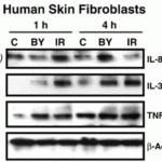<strong>Figure 7 Induced Expression Validation of IL-33 in Human Skin Fibroblasts (Ivanov et al., 2010)</strong><br>Protein expression of IL-33 in human skin fibroblasts following alpha-irradiation were detected by anti-IL-33 antibodies. IL-33 levels were increased 1–4 h after α-irradiation.