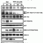 <strong>Figure 8 Regulated Expression Validation of IL-33 in Human Skin Fibroblasts (Ivanov et al., 2010)</strong><br>Protein expression of IL-33 in human skin fibroblasts following alpha-irradiation were detected by anti-IL-33 antibodies. IL-33 levels were increased after α-irradiation, which were inhibited by treatment of PPP.