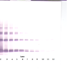 To detect hIL-33 by Western Blot analysis this antibody can be used at a concentration of 0.1 - 0.2 ug/ml. Used in conjunction with compatible secondary reagents the detection limit for recombinant hIL-33 is 1.5 - 3.0 ng/lane, under either reducing or non-reducing conditions.