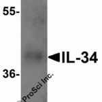 Western blot analysis of 1 ng of recombinant human IL-34 with IL-34 antibody at 1 μg/ml.
