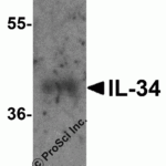 Western blot analysis of 125 ng of recombinant human IL-34 with IL-34 antibody at 1 μg/ml.