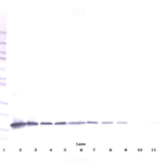 To detect Rat IL-3-beta by Western Blot analysis this antibody can be used at a concentration of 0.1 - 0.2 ug/ml. Used in conjunction with compatible secondary reagents the detection limit for recombinant Rat IL-3-beta is 1.5 - 3.0 ng/lane, under either reducing or non-reducing conditions.