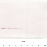 To detect hIL-4 by Western Blot analysis this antibody can be used at a concentration of 0.20-0.50 ug/ml. Used in conjunction with compatible secondary reagents the detection limit for recombinant hIL-4 is 0.25-1.0 ng/lane, under reducing or non-reducing conditions.