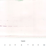 To detect hIL-4 by Western Blot analysis this antibody can be used at a concentration of 0.20-0.50 ug/ml. Used in conjunction with compatible secondary reagents the detection limit for recombinant hIL-4 is 0.25-1.0 ng/lane, under reducing or non-reducing conditions.
