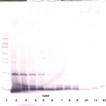 To detect hIL-4 by Western Blot analysis this antibody can be used at a concentration of 0.1 - 0.2 ug/ml. Used in conjunction with compatible secondary reagents the detection limit for recombinant hIL-4 is 1.5 - 3.0 ng/lane, under either reducing or non-reducing conditions.