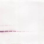 To detect Rat IL-4 by Western Blot analysis this antibody can be used at a concentration of 0.1-0.2 ug/ml. When used in conjunction with compatible secondary reagents, the detection limit for recombinant Rat IL-4 is 1.5-3.0 ng/lane, under either reducing or non-reducing conditions.