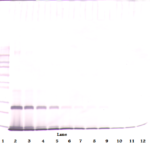 To detect hIL-4 by Western Blot analysis this antibody can be used at a concentration of 0.1 - 0.2 ug/ml. Used in conjunction with compatible secondary reagents the detection limit for recombinant hIL-4 is 1.5 - 3.0 ng/lane, under either reducing or non-reducing conditions.