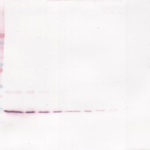 To detect Rat IL-4 by Western Blot analysis this antibody can be used at a concentration of 0.1 - 0.2 ug/ml. When used in conjunction with compatible secondary reagents, the detection limit for recombinant Rat IL-4 is 1.5 - 3.0 ng/lane, under either reducing or non-reducing conditions.