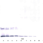 To detect Human IL-5 by Western Blot analysis this antibody can be used at a concentration of 0.1 - 0.2 ug/ml. When used in conjunction with compatible secondary reagents, the detection limit for recombinant Human IL-5 is 1.5 - 3.0 ng/lane, under either reducing or non-reducing conditions.