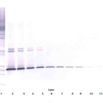 To detect Human IL-5 by Western Blot analysis this antibody can be used at a concentration of 0.1 - 0.2 ug/ml. When used in conjunction with compatible secondary reagents, the detection limit for recombinant Human IL-5 is 1.5 - 3.0 ng/lane, under either reducing or non-reducing conditions.
