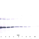 To detect hIL-6 by Western Blot analysis this antibody can be used at a concentration of 0.20-0.40 ug/ml. Used in conjunction with compatible secondary reagents the detection limit for recombinant hIL-6 is 0.5-1.0 ng/lane, under reducing or non-reducing conditions.