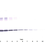 To detect hIL-6 by Western Blot analysis this antibody can be used at a concentration of 0.20-0.40 ug/ml. Used in conjunction with compatible secondary reagents the detection limit for recombinant hIL-6 is 0.5-1.0 ng/lane, under reducing or non-reducing conditions.