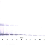 To detect Human IL-6 by Western Blot analysis this antibody can be used at a concentration of 0.1 - 0.2 ug/ml. When used in conjunction with compatible secondary reagents the detection limit for recombinant Human IL-6 is 1.5 - 3.0 ng/lane, under either reducing or non-reducing conditions.