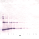 To detect Human IL-6 by Western Blot analysis this antibody can be used at a concentration of 0.1 - 0.2 ug/ml. When used in conjunction with compatible secondary reagents, the detection limit for recombinant Human IL-6 is 1.5 - 3.0 ng/lane, under either reducing or non-reducing conditions.