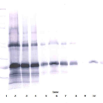 To detect Murine IL-6 by Western Blot analysis this antibody can be used at a concentration of 0.1-0.2 ug/ml. When used in conjunction with compatible secondary reagents, the detection limit for recombinant Murine IL-6 is 1.5-3.0 ng/lane, under either reducing or non-reducing conditions.