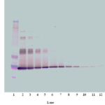 To detect Human IL-6 by Western Blot analysis this antibody can be used at a concentration of 0.1 - 0.2 ug/ml. When used in conjunction with compatible secondary reagents the detection limit for recombinant Human IL-6 is 1.5 - 3.0 ng/lane, under either reducing or non-reducing conditions.