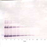 To detect Human IL-6 by Western Blot analysis this antibody can be used at a concentration of 0.1 - 0.2 ug/ml. When used in conjunction with compatible secondary reagents, the detection limit for recombinant Human IL-6 is 1.5 - 3.0 ng/lane, under either reducing or non-reducing conditions.