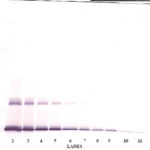 To detect Murine IL-6 by Western Blot analysis this antibody can be used at a concentration of 0.1-0.2 ug/ml. When used in conjunction with compatible secondary reagents, the detection limit for recombinant Murine IL-6 is 1.5-3.0 ng/lane, under either reducing or non-reducing conditions.