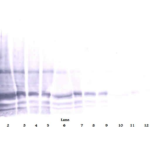 To detect Rat IL-6 by Western Blot analysis this antibody can be used at a concentration of 0.1- 0.2 ug/ml. When used in conjunction with compatible secondary reagents, the detection limit for recombinant Rat IL-6 is 1.5-3.0 ng/lane, under either reducing or non-reducing conditions.