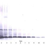To detect Murine IL-7 by Western Blot analysis this antibody can be used at a concentration of 0.1-0.2 ug/ml. When used in conjunction with compatible secondary reagents, the detection limit for recombinant Murine IL-7 is 1.5-3.0 ng/lane, under either reducing or non-reducing conditions.