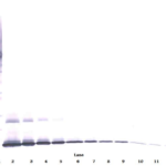 To detect Murine IL-7 by Western Blot analysis this antibody can be used at a concentration of 0.1 - 0.2 ug/ml. When used in conjunction with compatible secondary reagents the detection limit for recombinant Murine IL-7 is 1.5 - 3.0 ng/lane, under either reducing or non-reducing conditions.