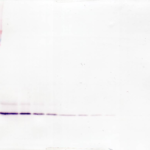 To detect Human IL-8 by Western Blot analysis this antibody can be used at a concentration of 0.1 - 0.2 ug/ml. When used in conjunction with compatible secondary reagents, the detection limit for recombinant Human IL-8 is 1.5 - 3.0 ng/lane, under either reducing or non-reducing conditions.