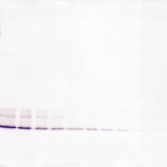 To detect Human IL-8 by Western Blot analysis this antibody can be used at a concentration of 0.1 - 0.2 ug/ml. When used in conjunction with compatible secondary reagents, the detection limit for recombinant Human IL-8 is 1.5 - 3.0 ng/lane, under either reducing or non-reducing conditions.