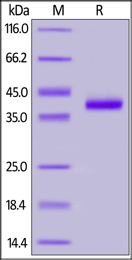 IL-8 / CXCL8 Recombinant Protein