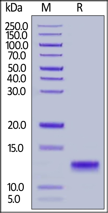 IL-8 / CXCL8 Recombinant Protein