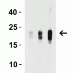 <strong>Figure 2 Western Blot Validation with Recombinant Protein</strong><br>Loading: 30 ng of human IL-9 recombinant protein per lane.Antibodies: IL-9, 7495 (Lane 1: 1 μg/mL, Lane 2: 2 μg/mL and Lane 3: 4 μg/mL), 1h incubation at RT  in 5% NFDM/TBST.Secondary: Goat anti-rabbit IgG HRP conjugate at 1:10000 dilution.Observed at around 22kD.