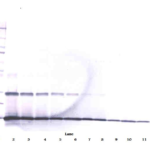 To detect Human IL-9 by Western Blot analysis this antibody can be used at a concentration of 0.1 - 0.2ug/ml. When used in conjunction with compatible secondary reagents, the detection limit for recombinant Human IL-9 is 1.5 - 3.0 ng/lane, under either reducing or non-reducing conditions.