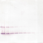 To detect Murine IL-9 by Western Blot analysis this antibody can be used at a concentration of 0.1-0.2 ug/ml. When used in conjunction with compatible secondary reagents, the detection limit for recombinant Murine IL-9 is 1.5-3.0 ng/lane, under either reducing or non-reducing conditions.