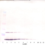 To detect Human IL-9 by Western Blot analysis this antibody can be used at a concentration of 0.1 - 0.2ug/ml. When used in conjunction with compatible secondary reagents, the detection limit for recombinant Human IL-9 is 1.5 - 3.0 ng/lane, under either reducing or non-reducing conditions.