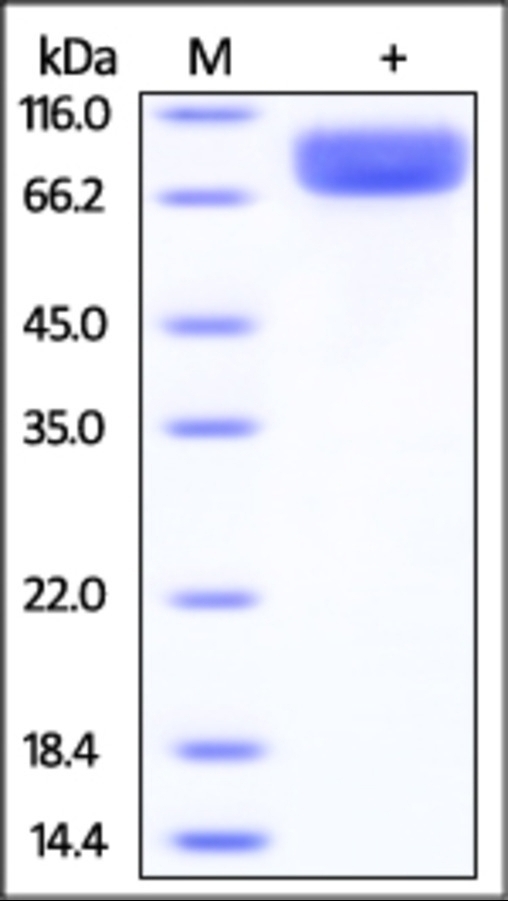 IL13RA1 Recombinant Protein