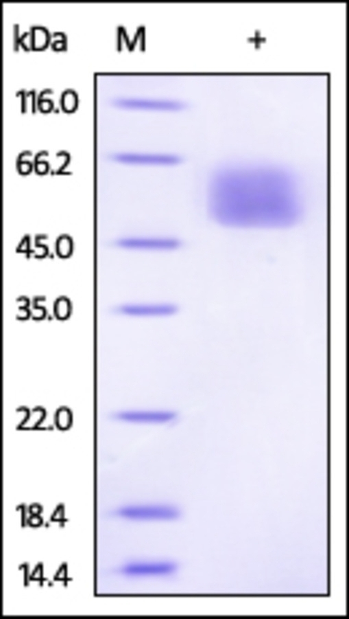 IL13RA1 Recombinant Protein