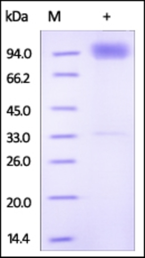 IL18 R1 Recombinant Protein