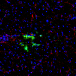This antibody stained colchicine injected rat brain (including the caudate putamen) tissue.  The primary antibody was incubated at 0.25 ug/ml overnight at 4C.  This was followed by a peroxidase conjugated secondary antibody and then a fluorescein Tyramide Signal Amplification (TSA) reagent.  Optimal concentrations and conditions may vary.