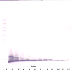 To detect Rat IP-10 by Western Blot analysis this antibody can be used at a concentration of 0.1 - 0.2 ug/ml. Used in conjunction with compatible secondary reagents the detection limit for recombinant Rat IP-10 is 1.5 - 3.0 ng/lane, under either reducing or non-reducing conditions.