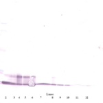 To detect hIP-10 by Western Blot analysis this antibody can be used at a concentration of 0.1-0.2 ug/ml. Used in conjunction with compatible secondary reagents the detection limit for recombinant hIP-10 is 1.5-3.0 ng/lane, under either reducing or non-reducing conditions.