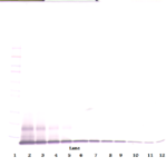 To detect Rat IP-10 by Western Blot analysis this antibody can be used at a concentration of 0.1 - 0.2 ug/ml. Used in conjunction with compatible secondary reagents the detection limit for recombinant Rat IP-10 is 1.5 - 3.0 ng/lane, under either reducing or non-reducing conditions.